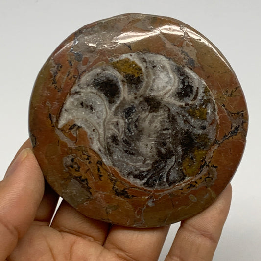 77.1g, 2.9"x2.9"x0.4", Goniatite (Button) Ammonite Polished Fossils, B30111