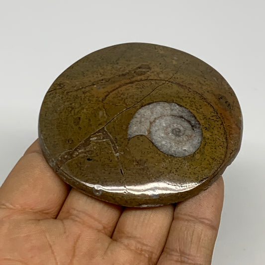 74.4g, 2.7"x2.7"x0.5", Goniatite (Button) Ammonite Polished Fossils, B30116