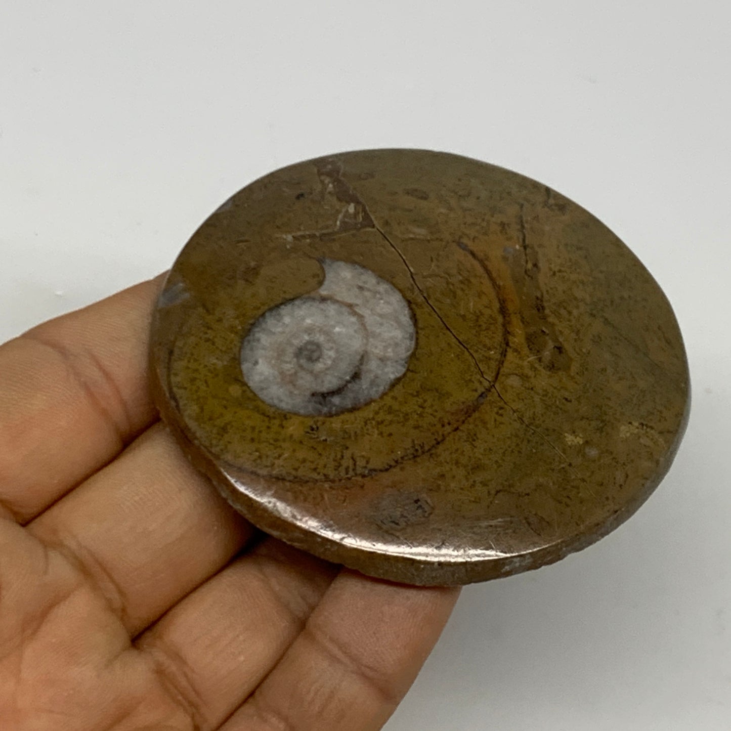 74.4g, 2.7"x2.7"x0.5", Goniatite (Button) Ammonite Polished Fossils, B30116