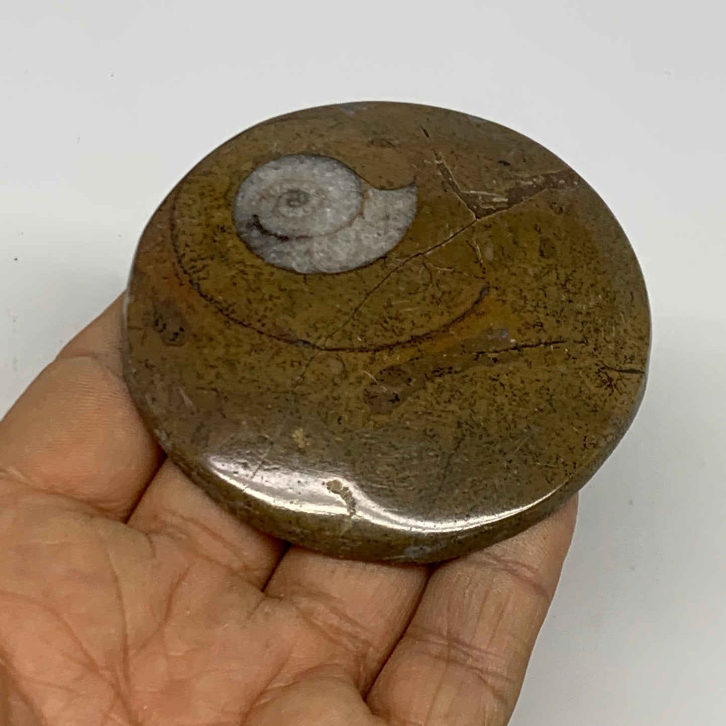 74.4g, 2.7"x2.7"x0.5", Goniatite (Button) Ammonite Polished Fossils, B30116