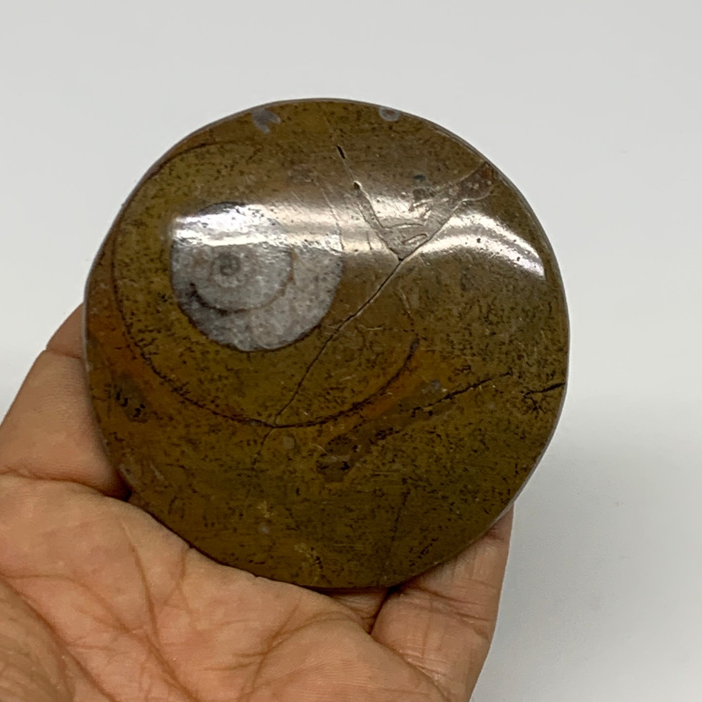 74.4g, 2.7"x2.7"x0.5", Goniatite (Button) Ammonite Polished Fossils, B30116