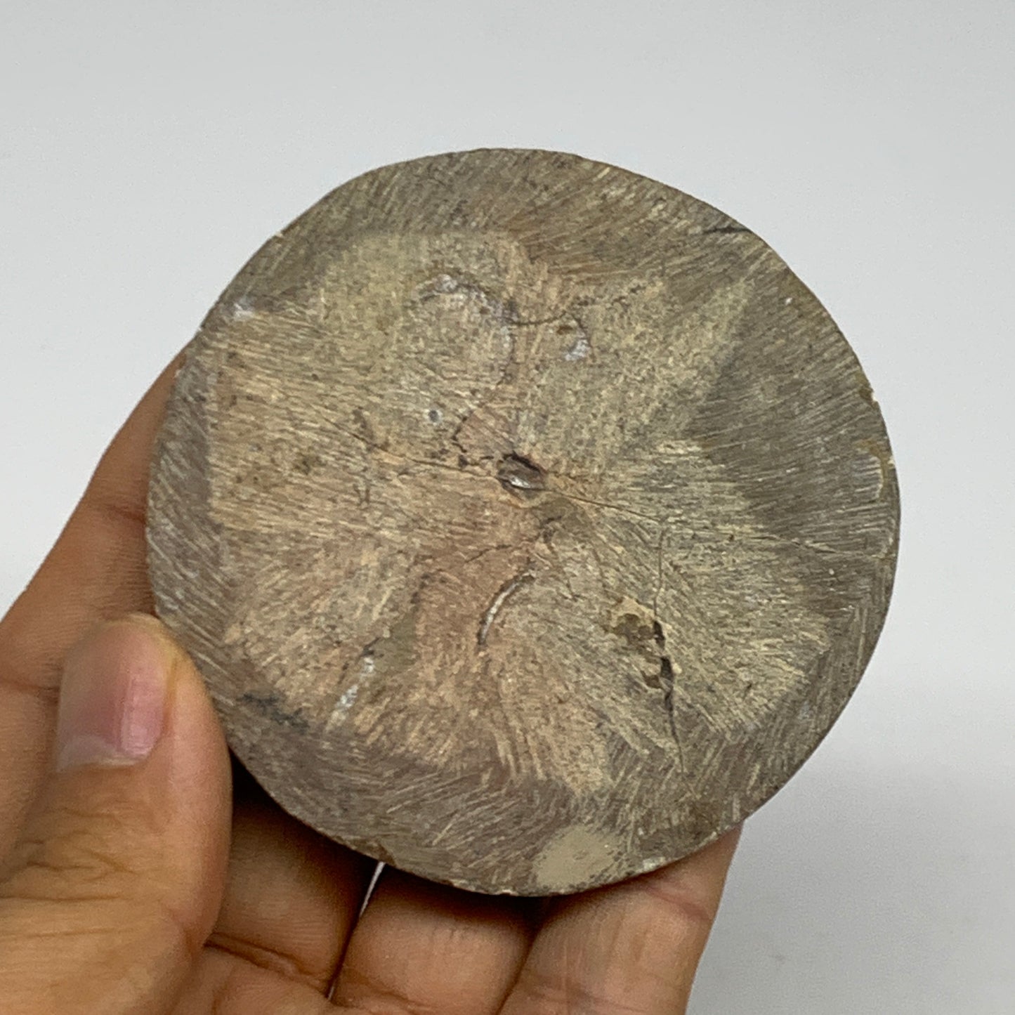 74.4g, 2.7"x2.7"x0.5", Goniatite (Button) Ammonite Polished Fossils, B30116