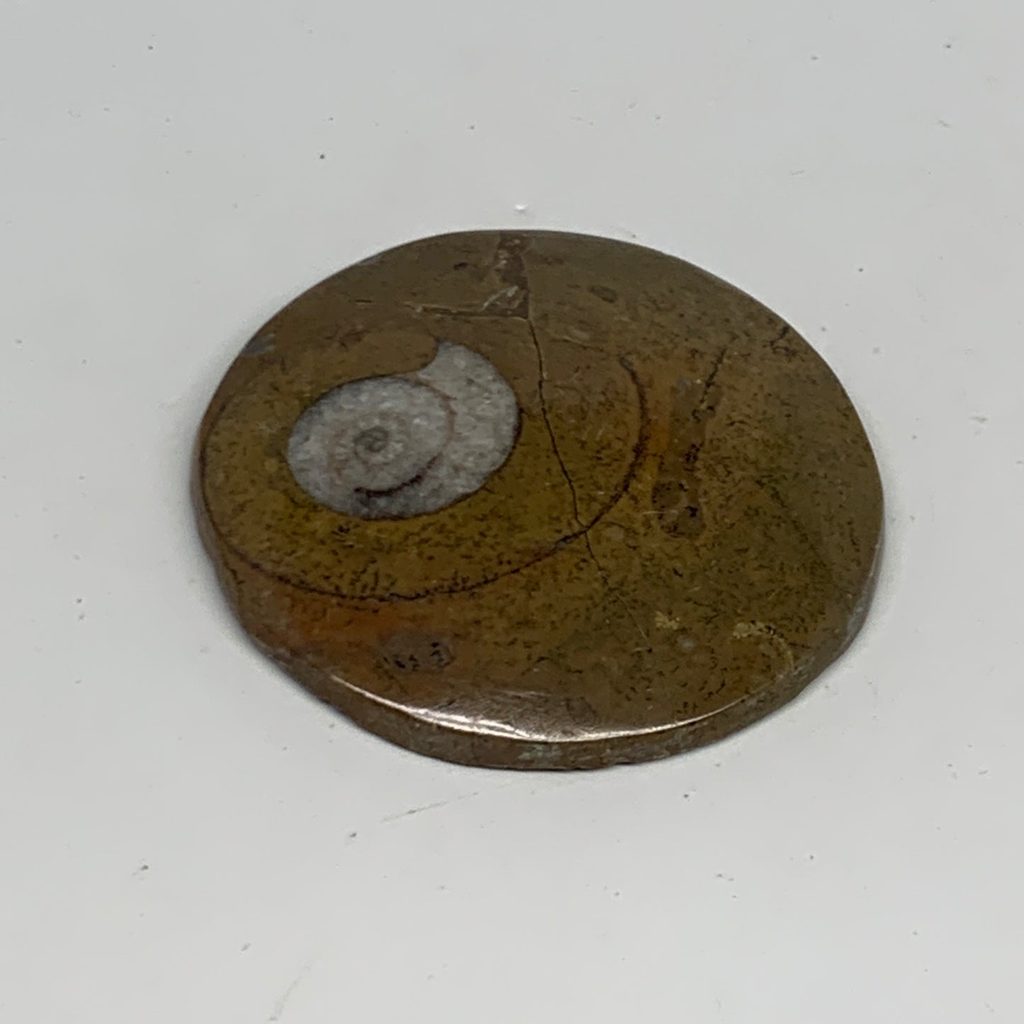 74.4g, 2.7"x2.7"x0.5", Goniatite (Button) Ammonite Polished Fossils, B30116