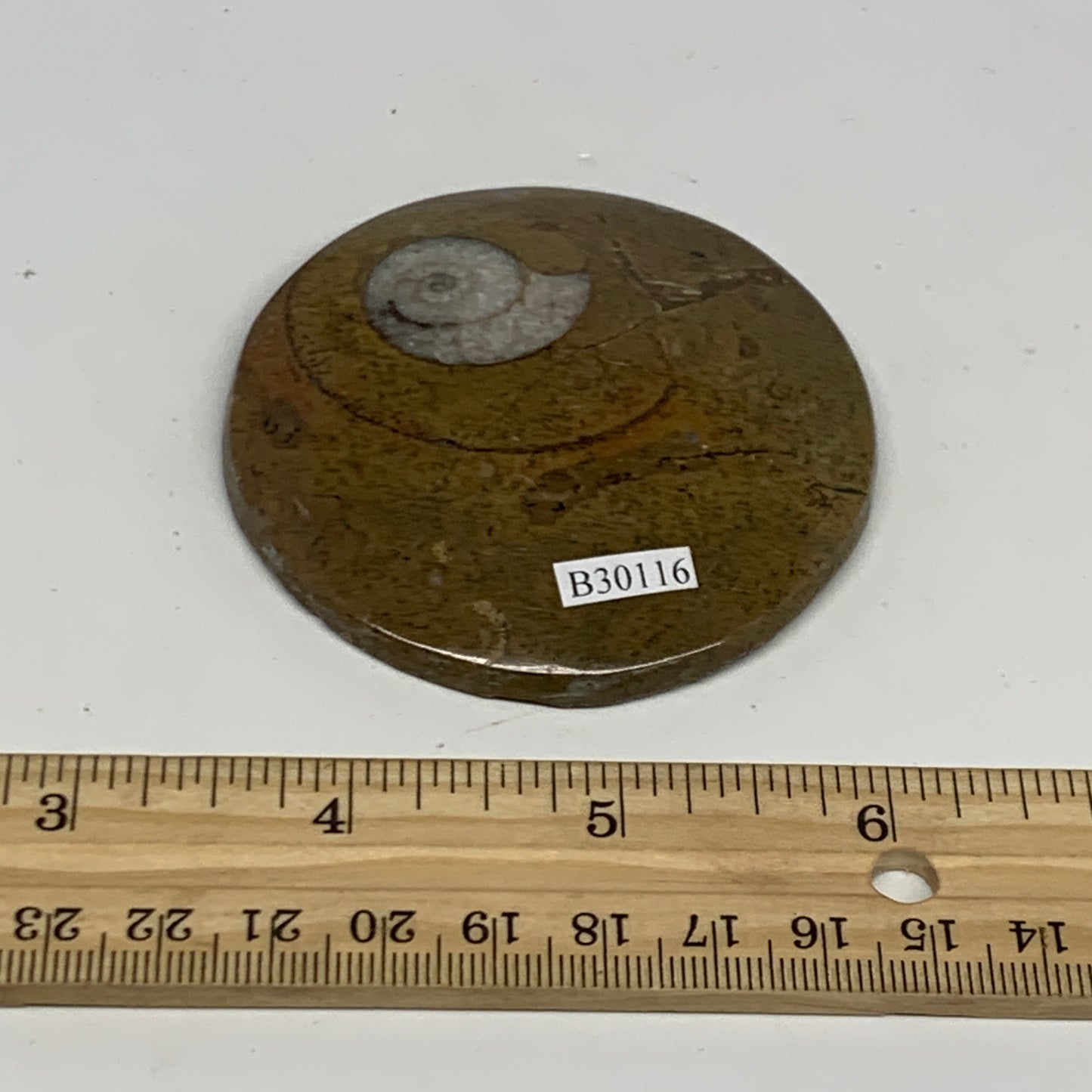 74.4g, 2.7"x2.7"x0.5", Goniatite (Button) Ammonite Polished Fossils, B30116