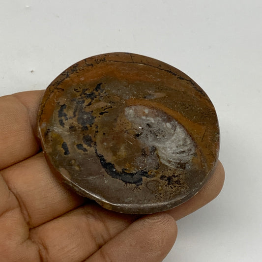 32.9g, 2.2"x2.1"x0.3", Goniatite (Button) Ammonite Polished Fossils , B30120
