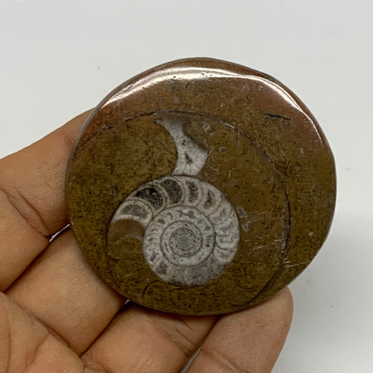 36g, 2.1"x2.2"x0.3", Goniatite (Button) Ammonite Polished Fossils , B30123
