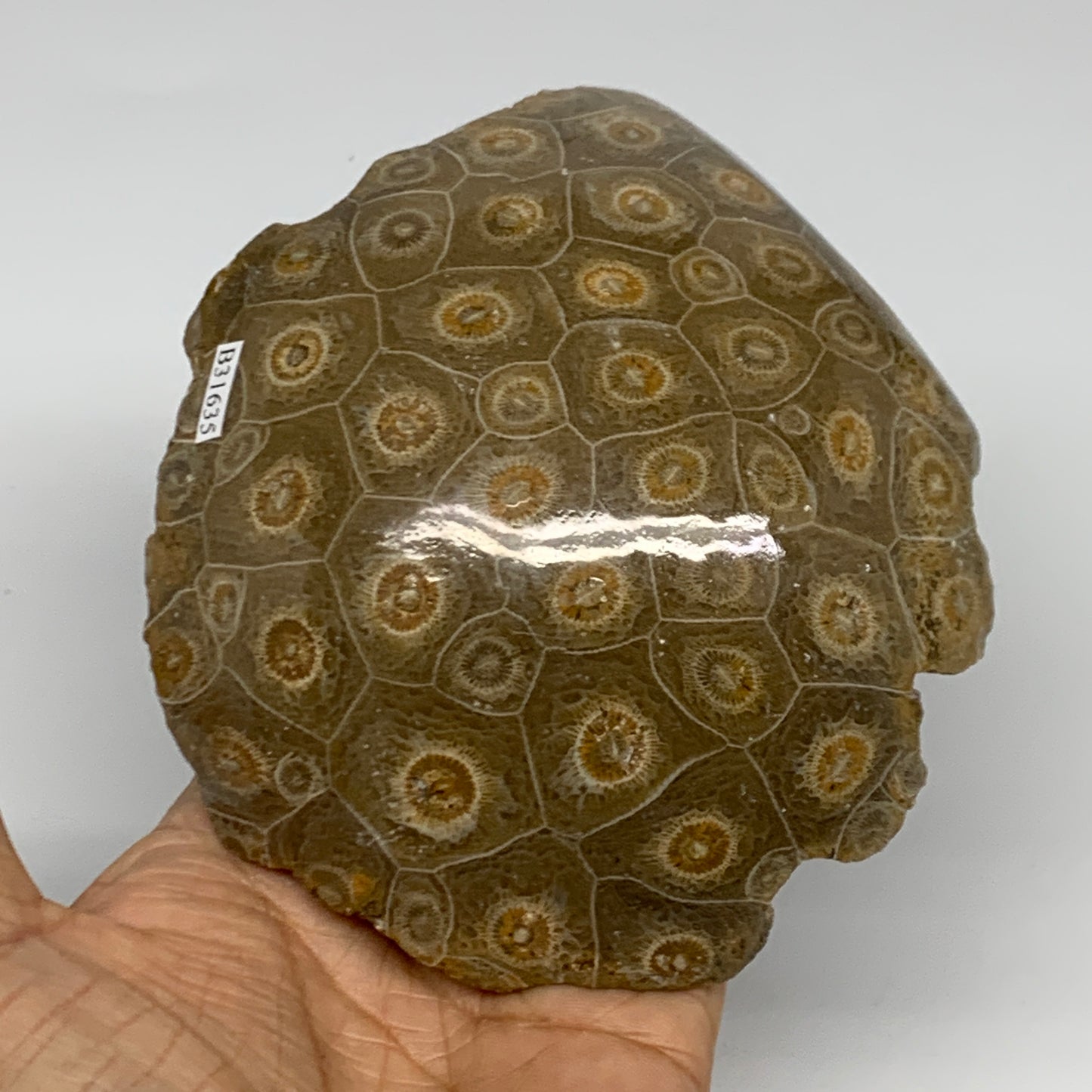1.62 lbs, 4.9"x4.1"x 2.2", Fossilized Coral Freeform One side Polished @Morocco,