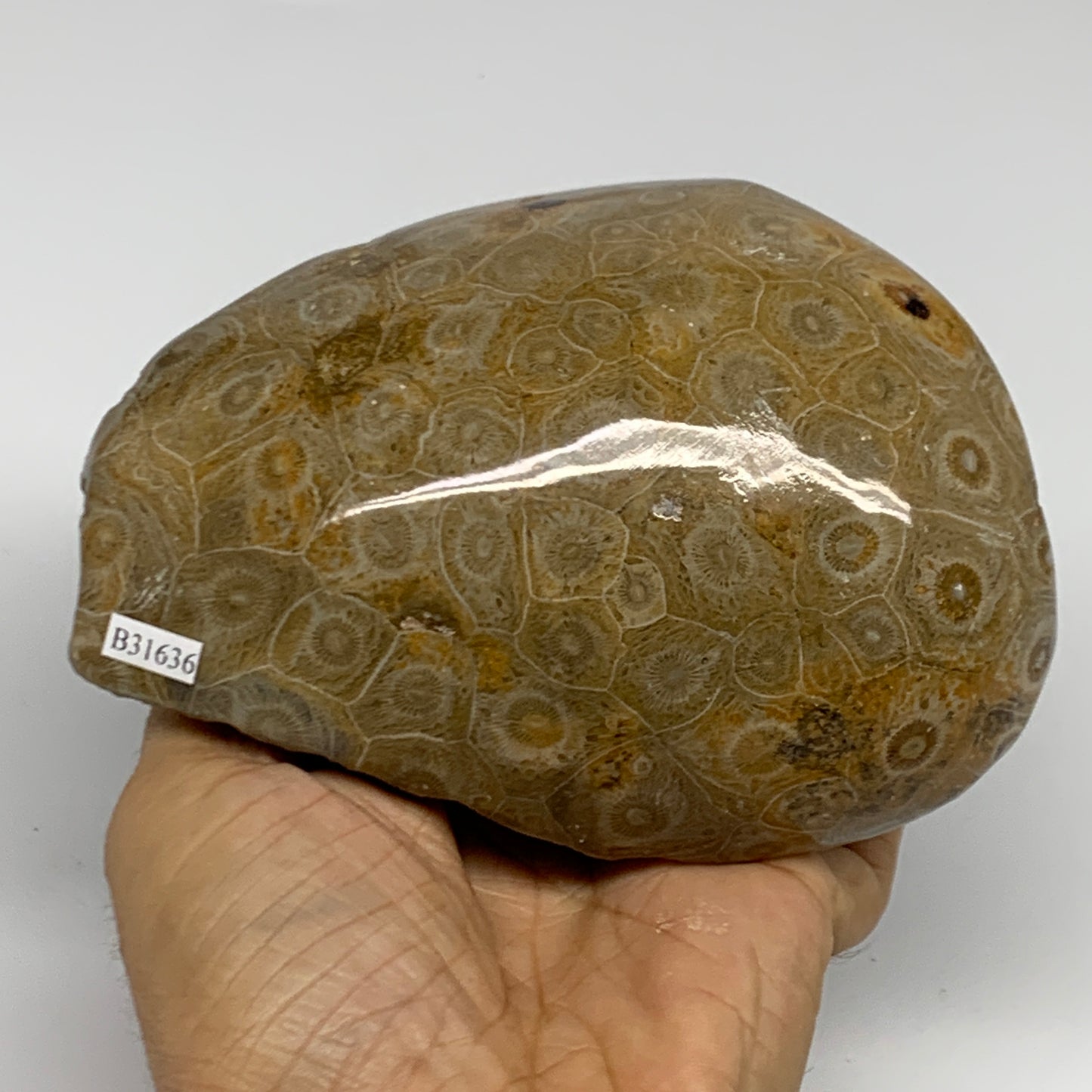 1.79 lbs, 4.9"x3.8"x 2.8", Fossilized Coral Freeform One side Polished @Morocco,