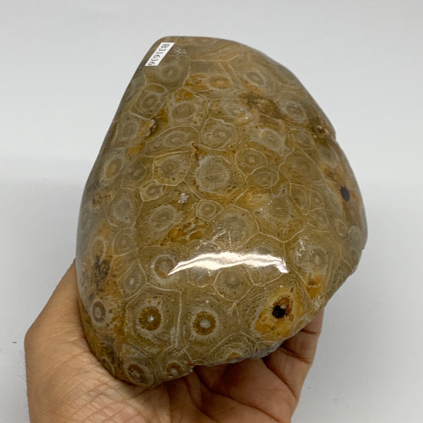 1.79 lbs, 4.9"x3.8"x 2.8", Fossilized Coral Freeform One side Polished @Morocco,