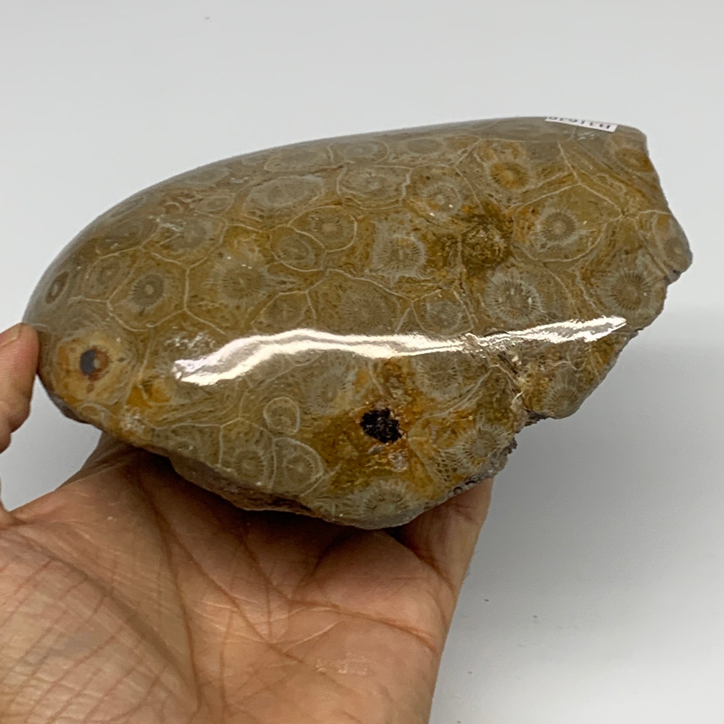 1.79 lbs, 4.9"x3.8"x 2.8", Fossilized Coral Freeform One side Polished @Morocco,