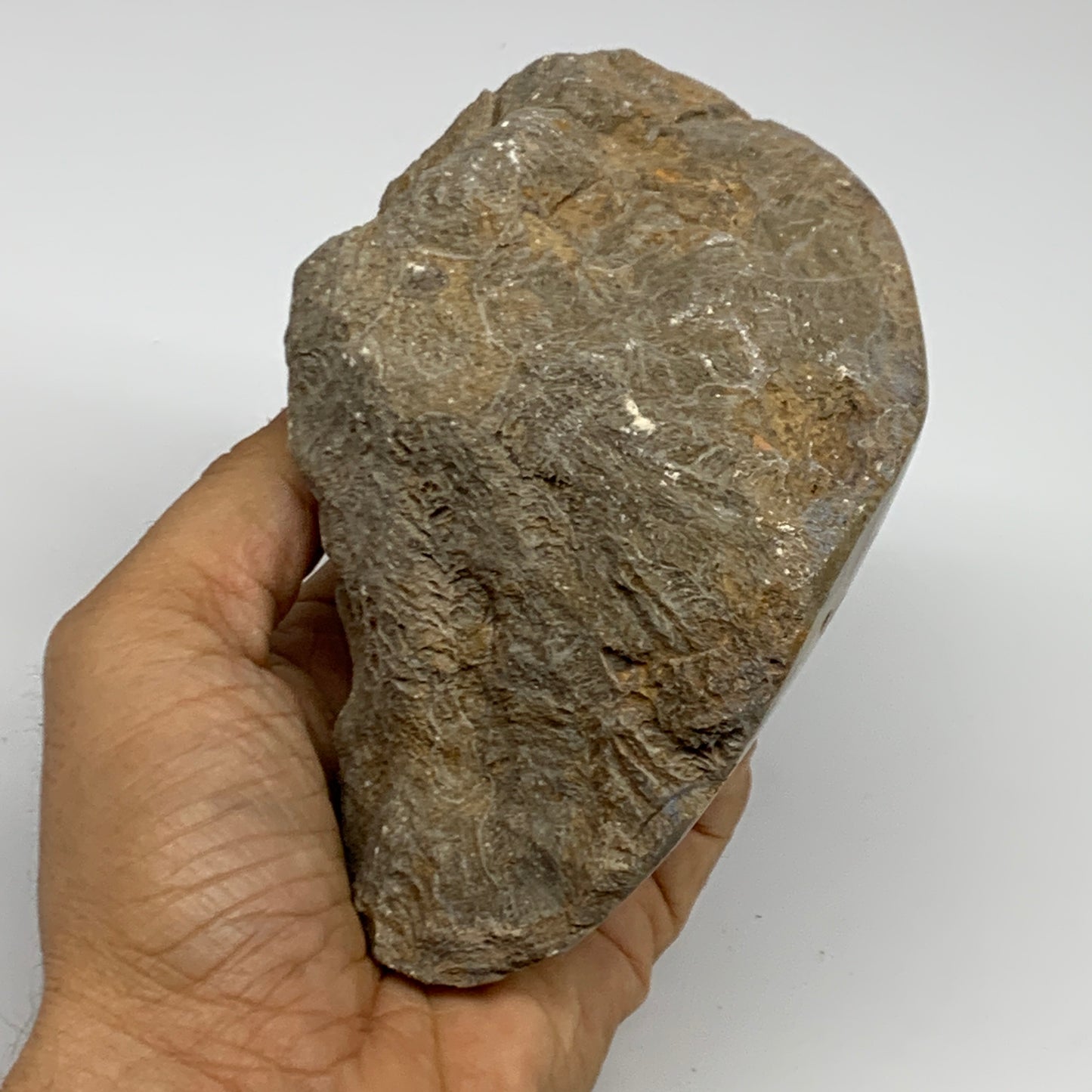 1.79 lbs, 4.9"x3.8"x 2.8", Fossilized Coral Freeform One side Polished @Morocco,