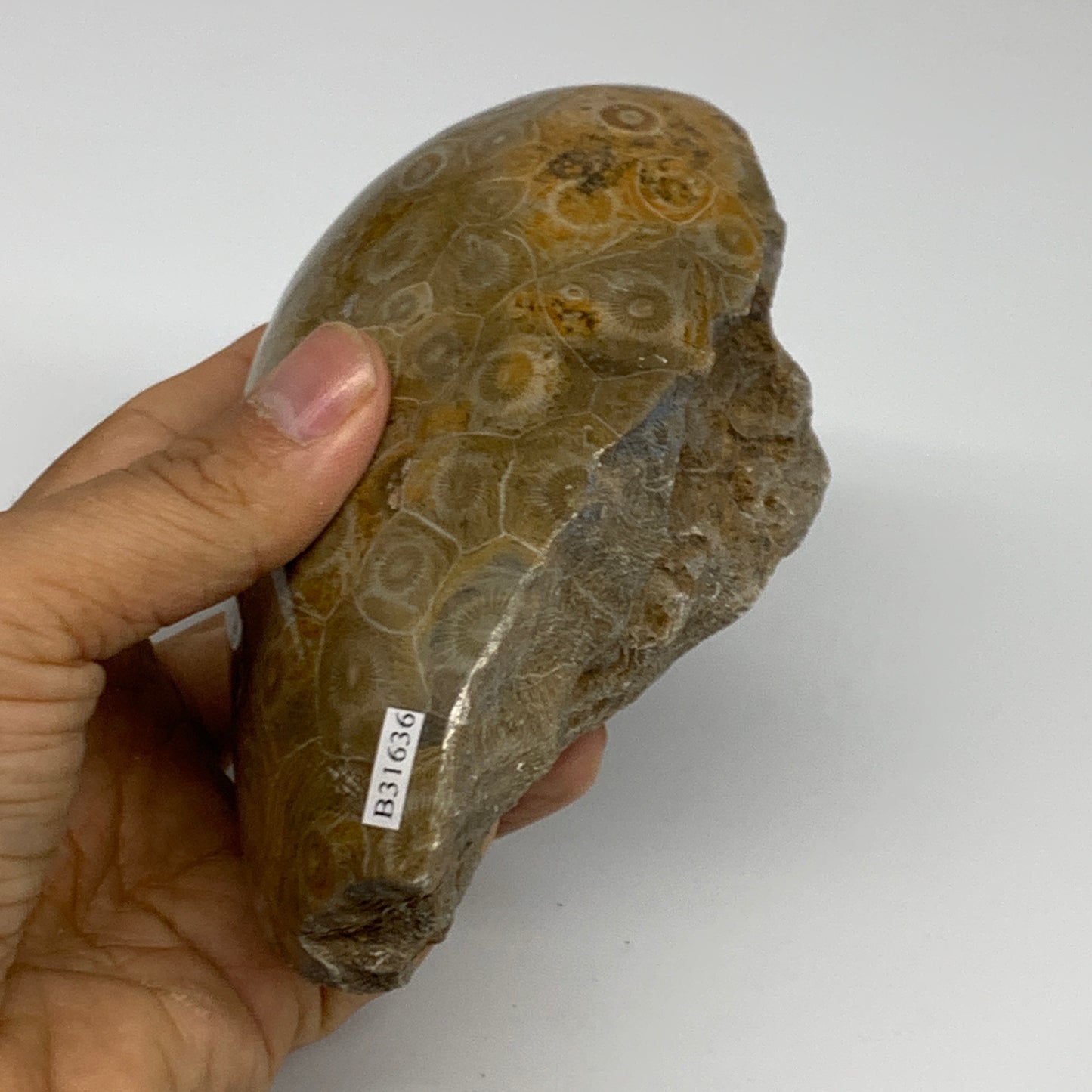 1.79 lbs, 4.9"x3.8"x 2.8", Fossilized Coral Freeform One side Polished @Morocco,