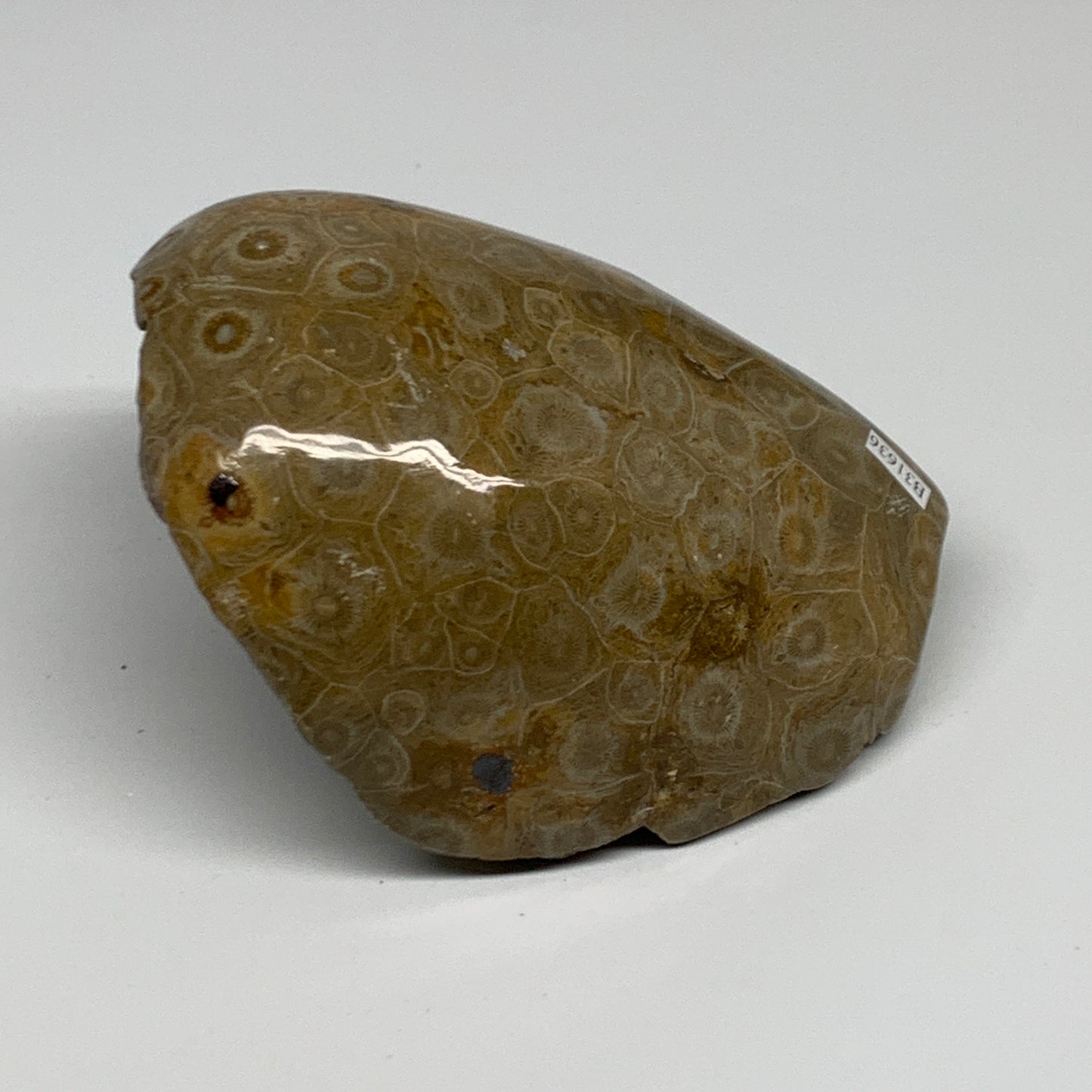 1.79 lbs, 4.9"x3.8"x 2.8", Fossilized Coral Freeform One side Polished @Morocco,