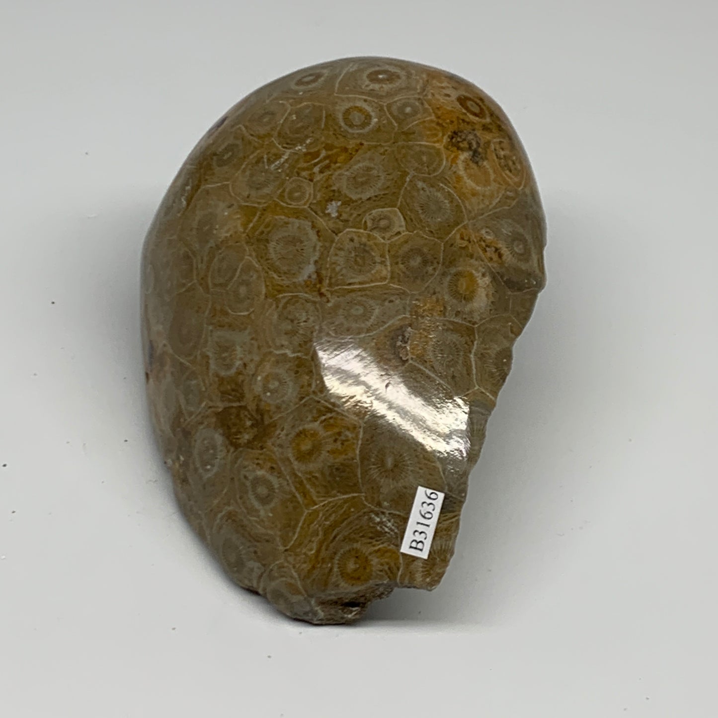 1.79 lbs, 4.9"x3.8"x 2.8", Fossilized Coral Freeform One side Polished @Morocco,