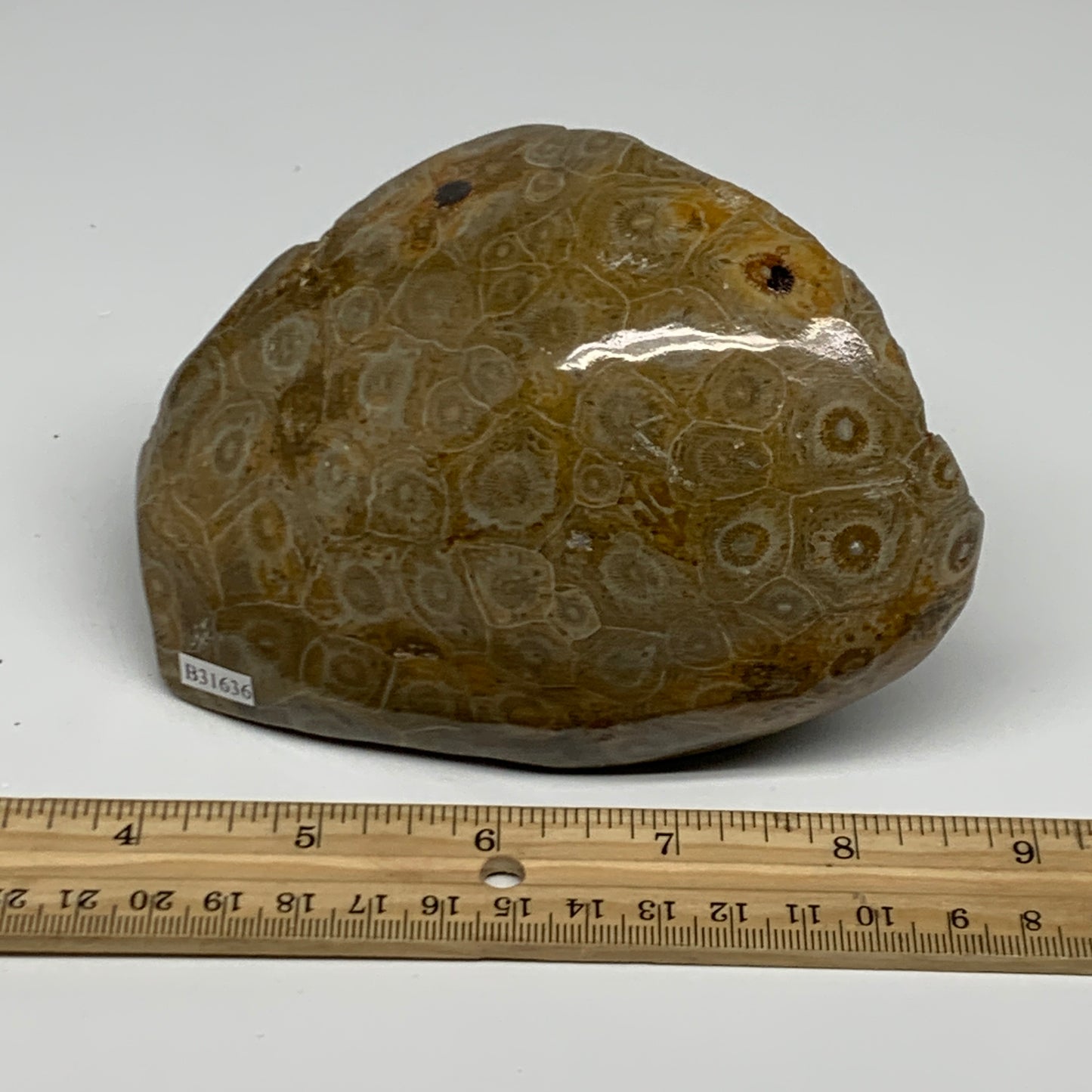 1.79 lbs, 4.9"x3.8"x 2.8", Fossilized Coral Freeform One side Polished @Morocco,