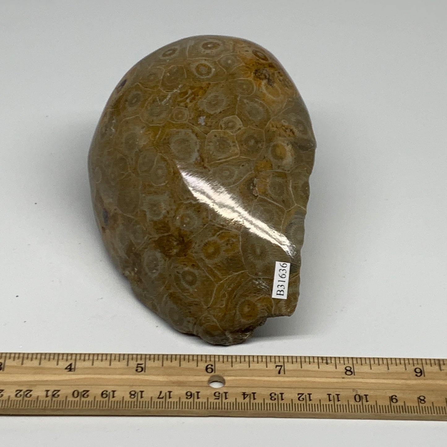 1.79 lbs, 4.9"x3.8"x 2.8", Fossilized Coral Freeform One side Polished @Morocco,