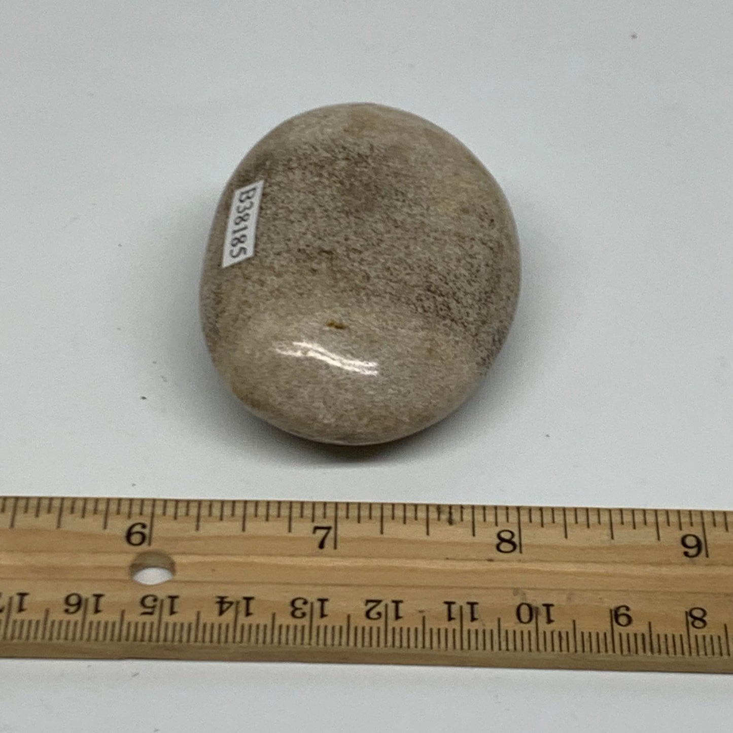 111.7g, 2.4"x1.9"x1.1" Natural Ocean Jasper Palm-Stone Orbicular Jasper, B38185