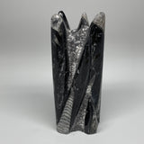 1488g, 7.5"x3"x2.5" Black Fossils Orthoceras Sculpture Tower @Morocco,B8604