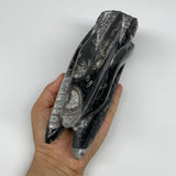1488g, 7.5"x3"x2.5" Black Fossils Orthoceras Sculpture Tower @Morocco,B8604