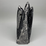 1704g, 8.25"x3.4"x2.8" Black Fossils Orthoceras Sculpture Tower @Morocco,B8606