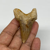 28.8g, 2.2"X 1.5"x 0.8" Natural Fossils Fish Shark Tooth @Morocco, B12694