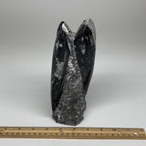 1704g, 8.25"x3.4"x2.8" Black Fossils Orthoceras Sculpture Tower @Morocco,B8606