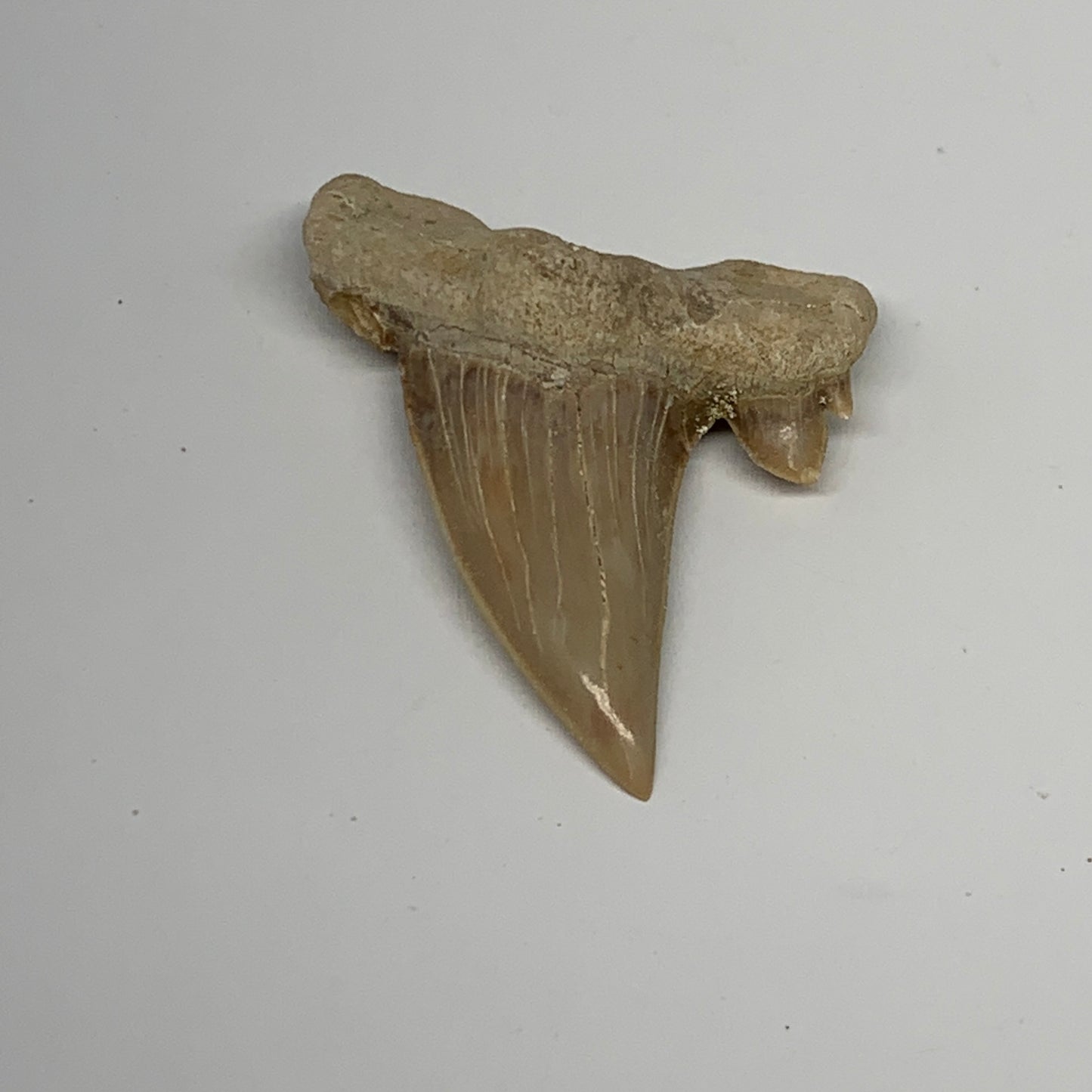 16.6g, 2.1"X 1.7"x 0.5" Natural Fossils Fish Shark Tooth @Morocco, B12695