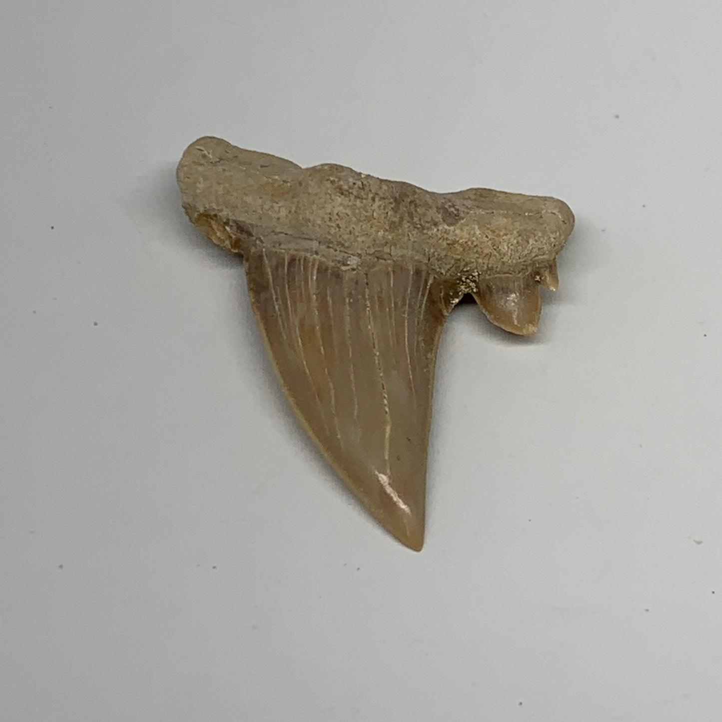 16.6g, 2.1"X 1.7"x 0.5" Natural Fossils Fish Shark Tooth @Morocco, B12695