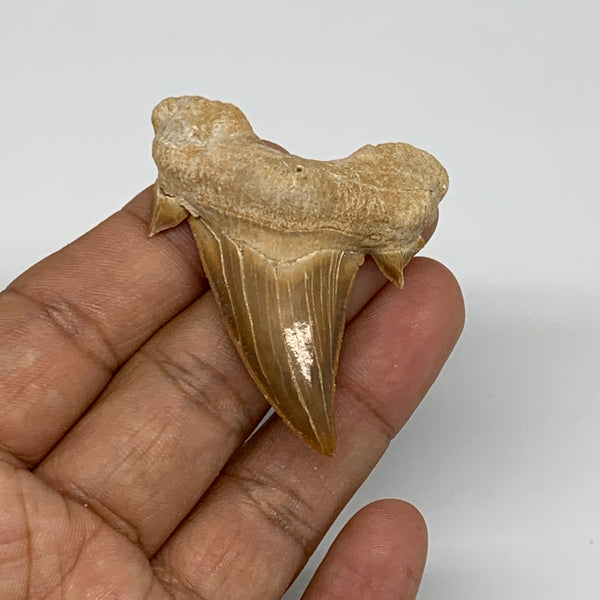 16.2g, 2.1"X 1.6"x 0.5" Natural Fossils Fish Shark Tooth @Morocco, B12697