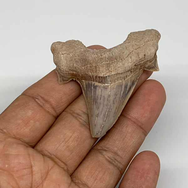22.9g, 2"X 1.9"x 0.6" Natural Fossils Fish Shark Tooth @Morocco, B12700