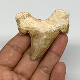 25.7g, 2.2"X 2"x 0.6" Natural Fossils Fish Shark Tooth @Morocco, B12701
