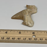 25.7g, 2.2"X 2"x 0.6" Natural Fossils Fish Shark Tooth @Morocco, B12701