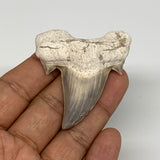 22.6g, 2.1"X 1.9"x 0.5" Natural Fossils Fish Shark Tooth @Morocco, B12703