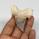 22.6g, 2.1"X 1.9"x 0.5" Natural Fossils Fish Shark Tooth @Morocco, B12703