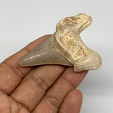 26.2g, 2.6"X 1.8"x 0.7" Natural Fossils Fish Shark Tooth @Morocco, B12705