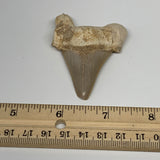 26.2g, 2.6"X 1.8"x 0.7" Natural Fossils Fish Shark Tooth @Morocco, B12705
