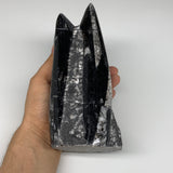 1604g, 7.25"x3.2"x2.9" Black Fossils Orthoceras Sculpture Tower @Morocco,B8616