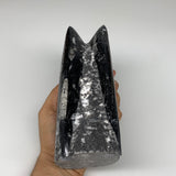 1604g, 7.25"x3.2"x2.9" Black Fossils Orthoceras Sculpture Tower @Morocco,B8616
