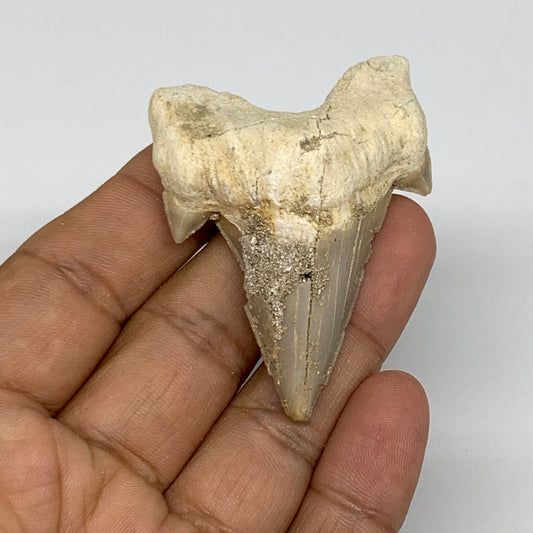 24.7g, 2.3"X 1.7"x 0.6" Natural Fossils Fish Shark Tooth @Morocco, B12707