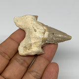 24.7g, 2.3"X 1.7"x 0.6" Natural Fossils Fish Shark Tooth @Morocco, B12707