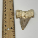 24.7g, 2.3"X 1.7"x 0.6" Natural Fossils Fish Shark Tooth @Morocco, B12707