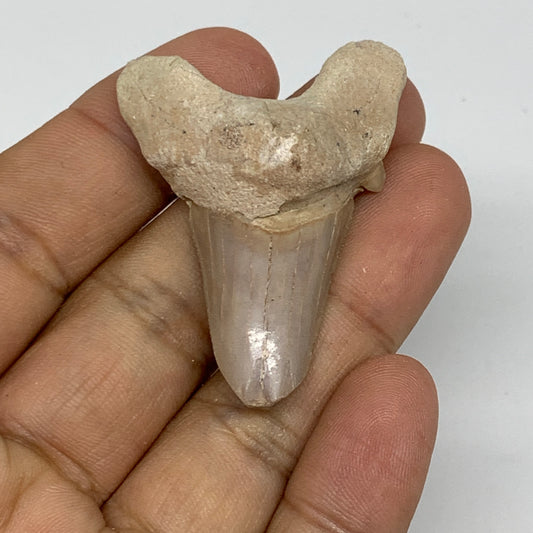 14g, 1.8"X 1.3"x 0.6" Natural Fossils Fish Shark Tooth @Morocco, B12708