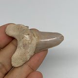 14g, 1.8"X 1.3"x 0.6" Natural Fossils Fish Shark Tooth @Morocco, B12708