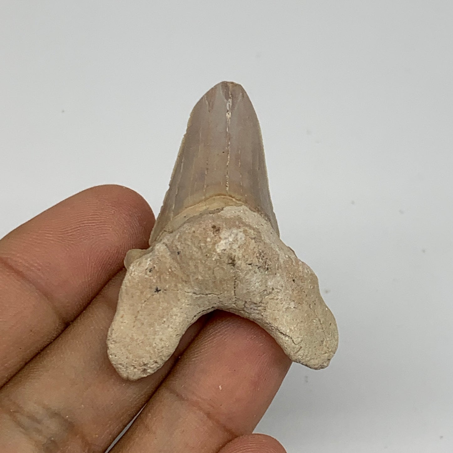 14g, 1.8"X 1.3"x 0.6" Natural Fossils Fish Shark Tooth @Morocco, B12708