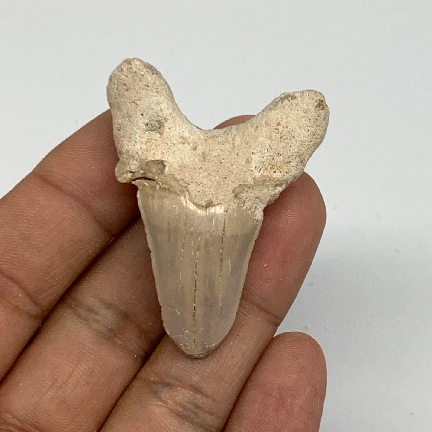 14g, 1.8"X 1.3"x 0.6" Natural Fossils Fish Shark Tooth @Morocco, B12708