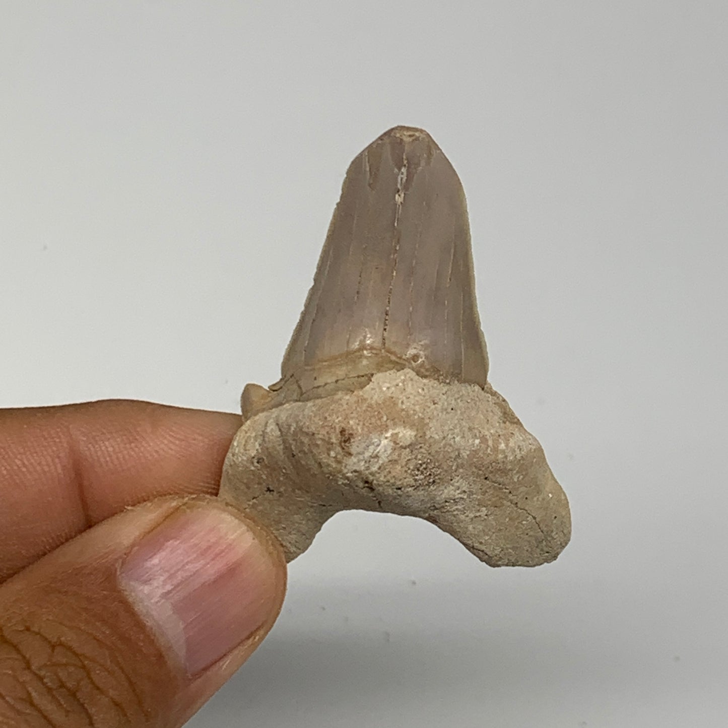 14g, 1.8"X 1.3"x 0.6" Natural Fossils Fish Shark Tooth @Morocco, B12708