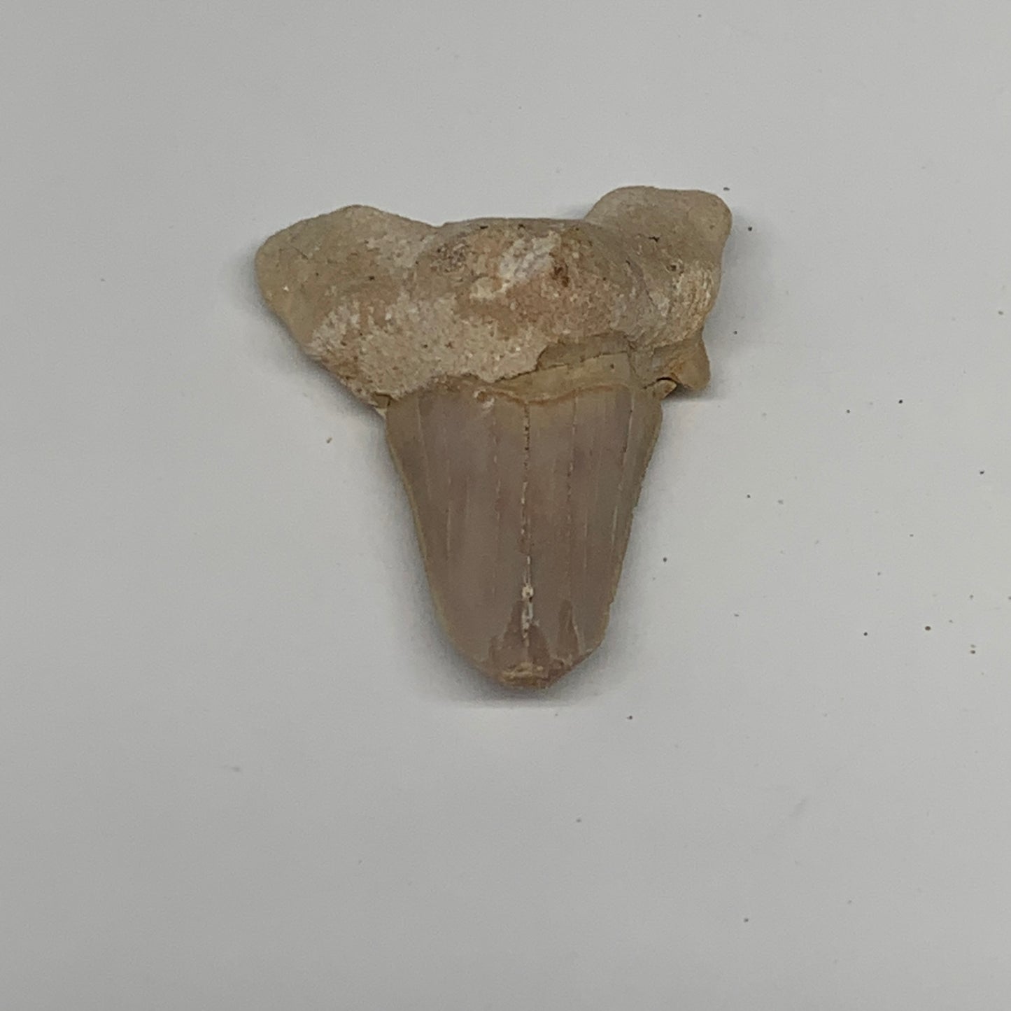 14g, 1.8"X 1.3"x 0.6" Natural Fossils Fish Shark Tooth @Morocco, B12708