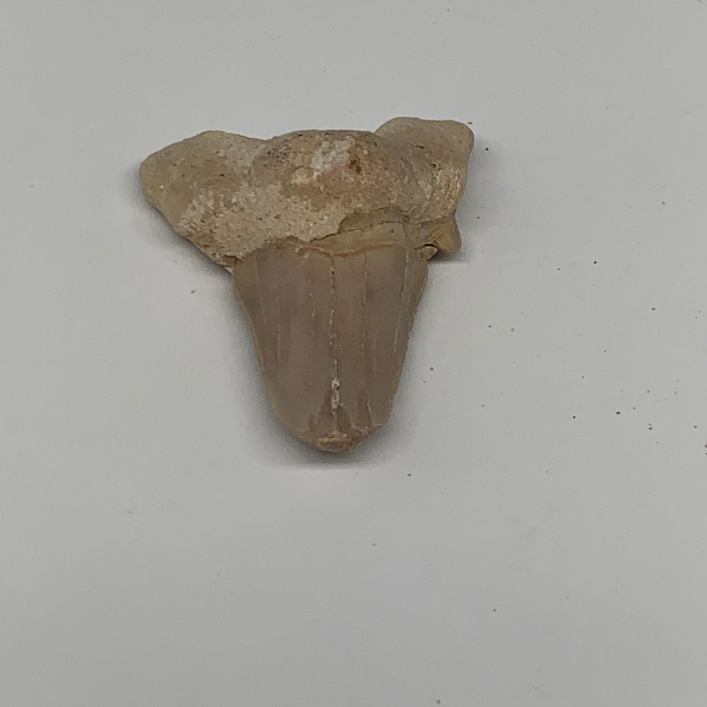 14g, 1.8"X 1.3"x 0.6" Natural Fossils Fish Shark Tooth @Morocco, B12708