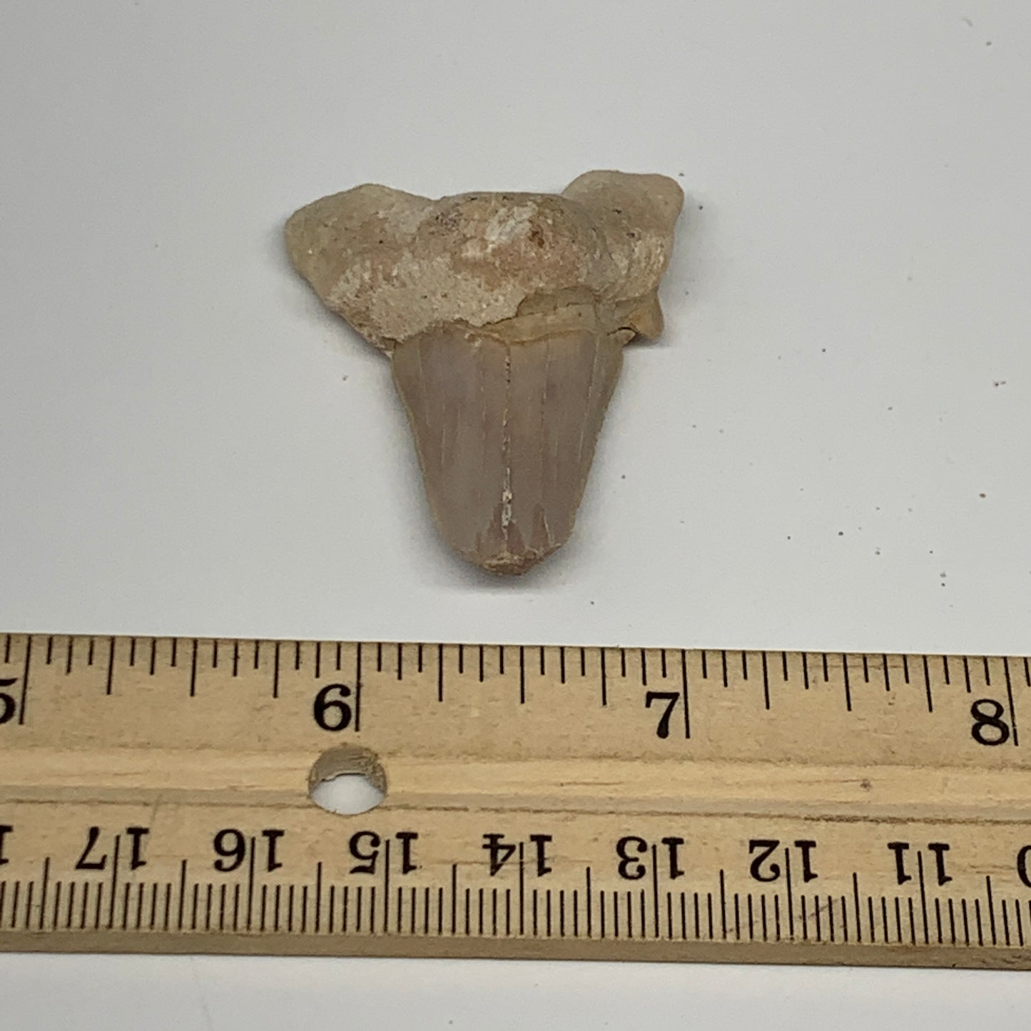 14g, 1.8"X 1.3"x 0.6" Natural Fossils Fish Shark Tooth @Morocco, B12708