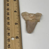 14g, 1.8"X 1.3"x 0.6" Natural Fossils Fish Shark Tooth @Morocco, B12708